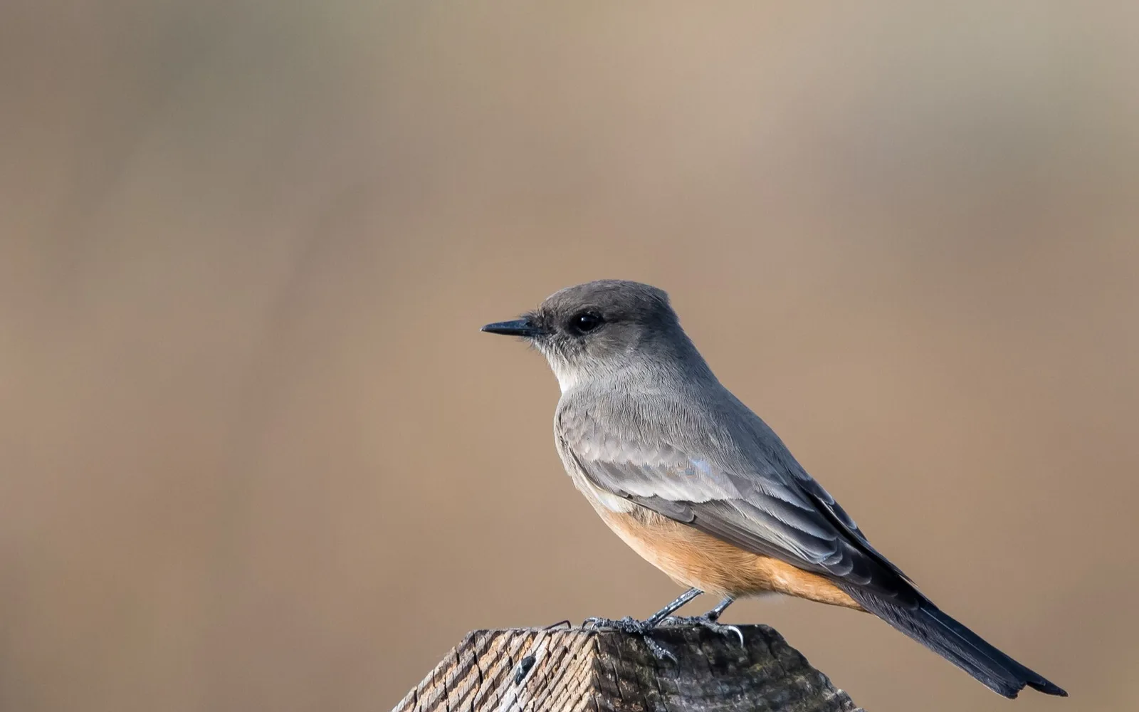 A Say's phoebe at Big Break Regional Shoreline in Oakley.